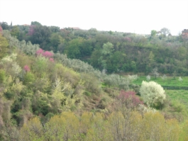 Sabina in fiore