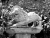 Monteleone Sabino - Uno dei Leoni visibili nel centro storico - Foto G.P.