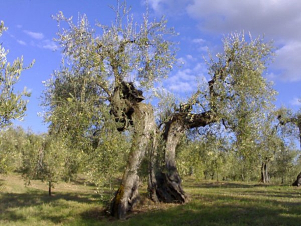 Ulivi della Sabina - www.oliomei.com