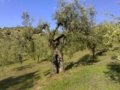 Ulivi della Sabina - www.oliomei.com