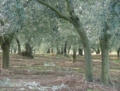 Ulivi della Sabina- www.oliomei.com