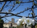 Fiore di Ciliegio, vista su Farfa - Az. Ag. Mei Fabrizio