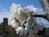 Fiore di Ciliegio, vista su Farfa - Az. Ag. Mei Fabrizio