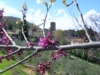 Fiore di Albero di Giuda, vista su Farfa - Az. Ag. Mei Fabrizio