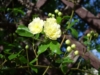 Fiore di Rosa Canina Centenaria - Chiostro di Farfa