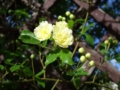 Fiore di Rosa Canina Centenaria - Chiostro di Farfa