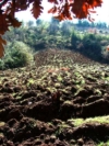 Campo arato - foto Giorgio Pace