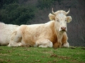 Mucca allevata sul Monte Tancia - foto Giorgio Pace
