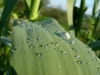 Perle d'acqua su uno stelo d'erba - foto Giorgio Pace