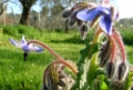 Fiori di Borragine - foto Giorgio Pace