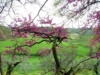 Siliquastro (albero di Giuda) in fiore - foto Giorgio Pace
