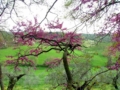 Siliquastro (albero di Giuda) in fiore - foto Giorgio Pace