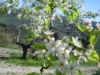 Fiore di Pero - Az. Ag. Mei Fabrizio