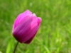 Anemone selvatico - foto Giorgio Pace