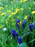 Fiori di campo - foto Giorgio Pace