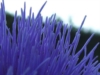 Fiore di carciofo - foto Giorgio Pace