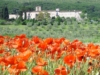 Farfa e i papaveri (foto Mei Fabrizio)