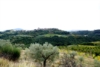 Monteleone - Foto Giorgio Pace