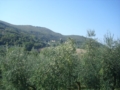 Foto Mei Fabrizio - Ulivi della Sabina - www.oliomei.com