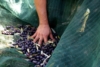Le olive nel telo - foto Giorgio Pace