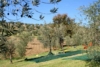 I teli stesi sotto gli olivi - foto Giorgio Pace