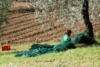 Pulitura delle olive raccolte - foto Giorgio Pace