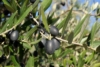 Olive - foto Giorgio Pace