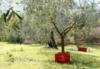 Cassette di olive - foto Giorgio Pace
