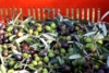le olive pronte nella cassetta per essere portate al frantoio - foto Giorgio Pace