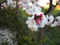 Fiore di albicocco di Mei Fabrizio