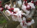 Fiore di albicocco di Mei Fabrizio