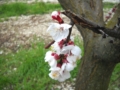 Fiore di albicocco di Mei Fabrizio