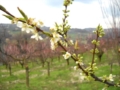 Fiore di susino di Mei Fabrizio