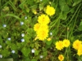 Fiori di campo di Mei Fabrizio