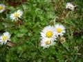 Margherita di Mei Fabrizio