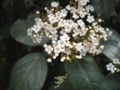 Fiore di alloro di Mei Fabrizio