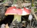 Funghi ovunque :: Foto Mei Fabrizio
