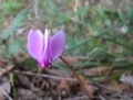 Violetta