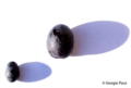 Olive - Foto Giorgio Pace