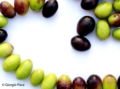 Olive - Foto Giorgio Pace
