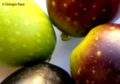 Olive - Foto Giorgio Pace