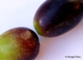 Olive - Foto Giorgio Pace