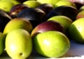 Olive - Foto Giorgio Pace