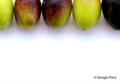 Olive - Foto Giorgio Pace