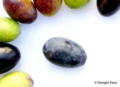 Olive - Foto Giorgio Pace
