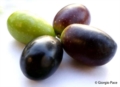 Olive - Foto Giorgio Pace