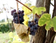 VENDEMMIA AL CHIARO DI LUNA PER RILANCIARE GLI ANTICHI VITIGNI DEL TERRITORIO 14 ottobre 2008