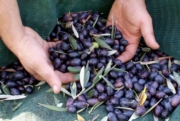 La raccolta delle olive in Sabina, una nuova galleria fotografica di Go Sabina