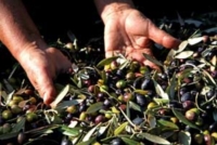 Fiera dell'Olio di Farfa 2011 - 10 e 11 dicembre, XI edizione