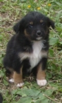 regalo 4 cuccioli pincher regalo 4 cuccioli pincher